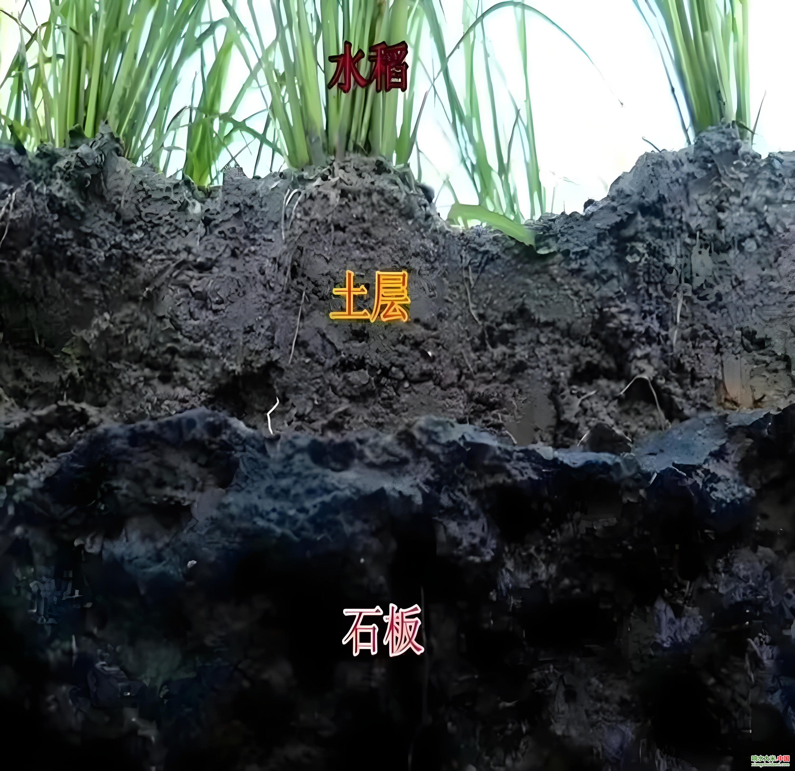 响水大米网