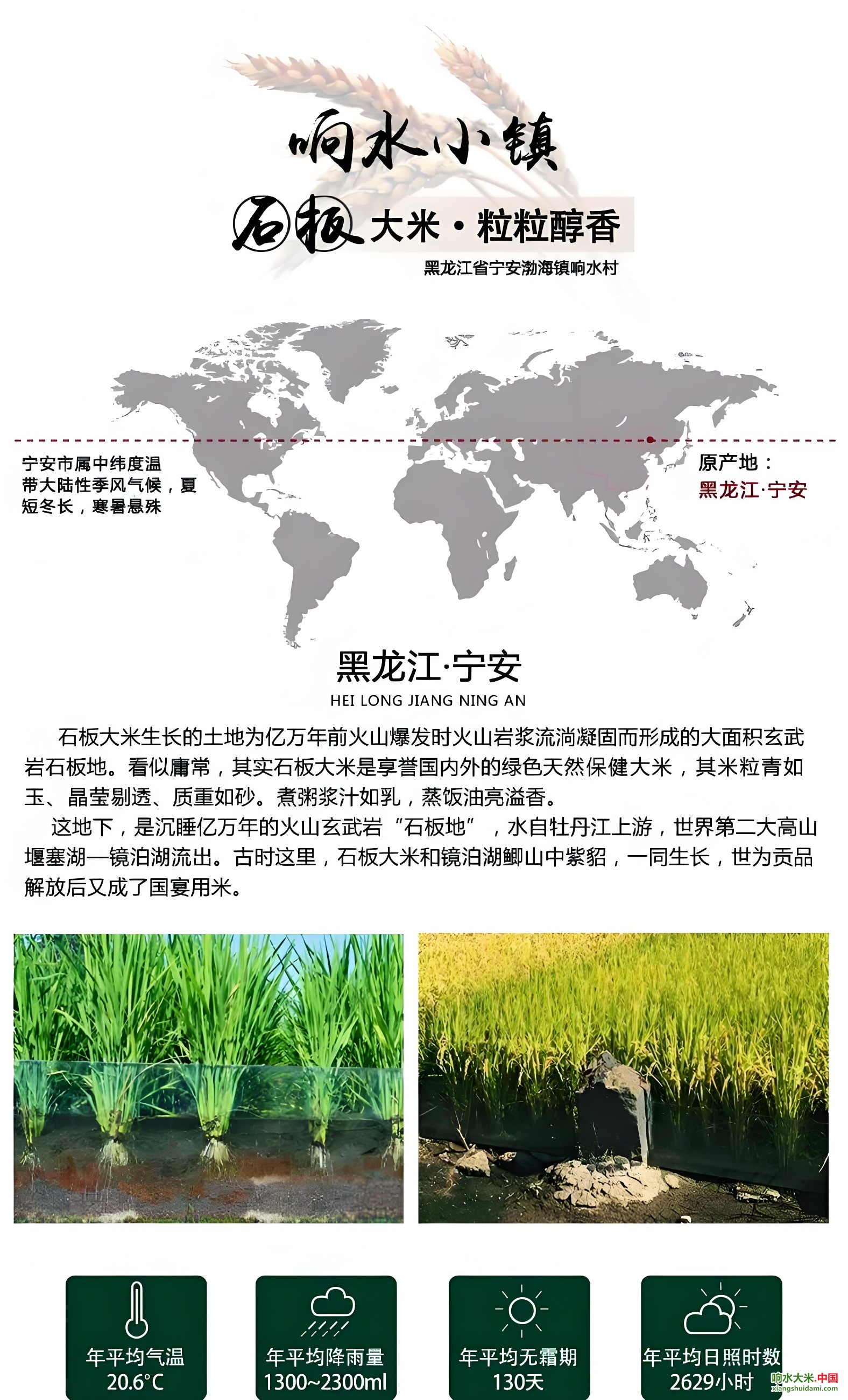 响水大米网