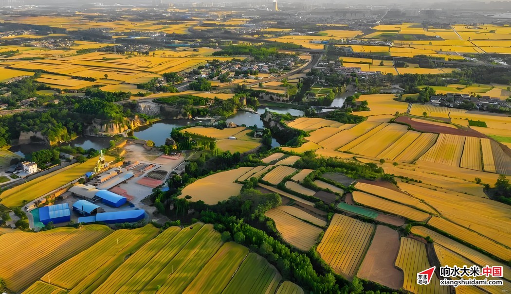 响水大米网 响水大米网