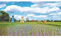 宁安 响水·国际稻米公园打造农业产业新格局