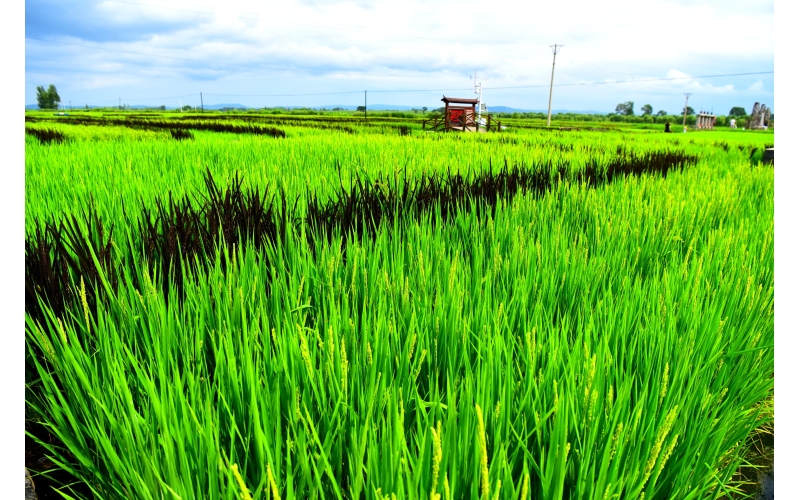 高质量推进高标准农田建设 为保障粮食安全加快农业农村现代化作出更大贡献