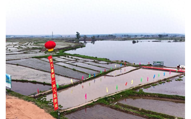阿里巴巴天猫、淘宝买菜农场联合杭州一米八五农业在我市举办“大米基地揭牌暨2025插秧节活动”