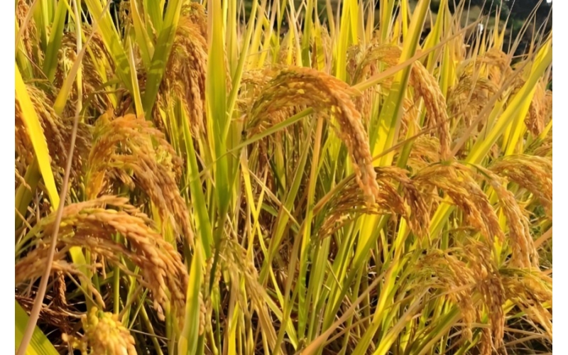 张国军到宁安市调研秋收、秋整地、粮食收储等工作