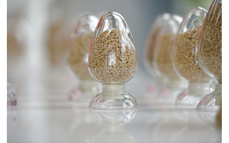 用更多好种子守护美好生活——种业振兴行动五年间