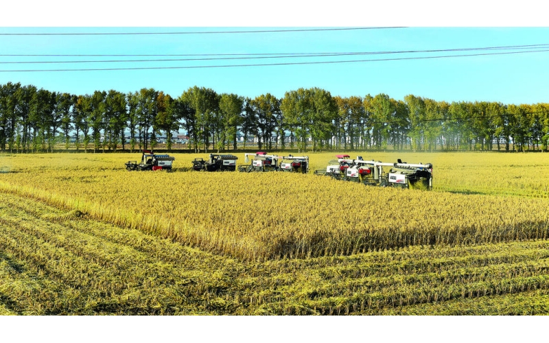 响水大米 一粒米背后的“产业突围”之道