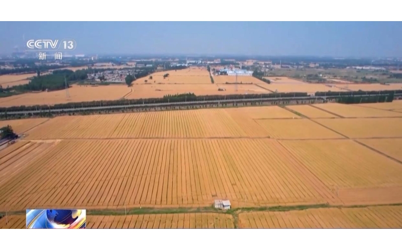 今年全国粮食产量1.43万亿斤比上年增长1.2%。在去年首次迈上1.4万亿斤新台阶的高基点上再创新高